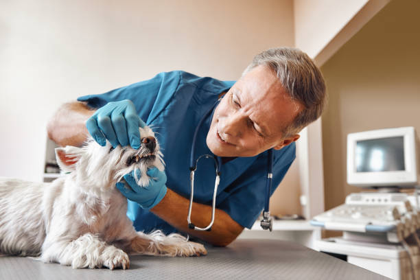 Best Same-Day Emergency Dental Services in East Sonora, CA